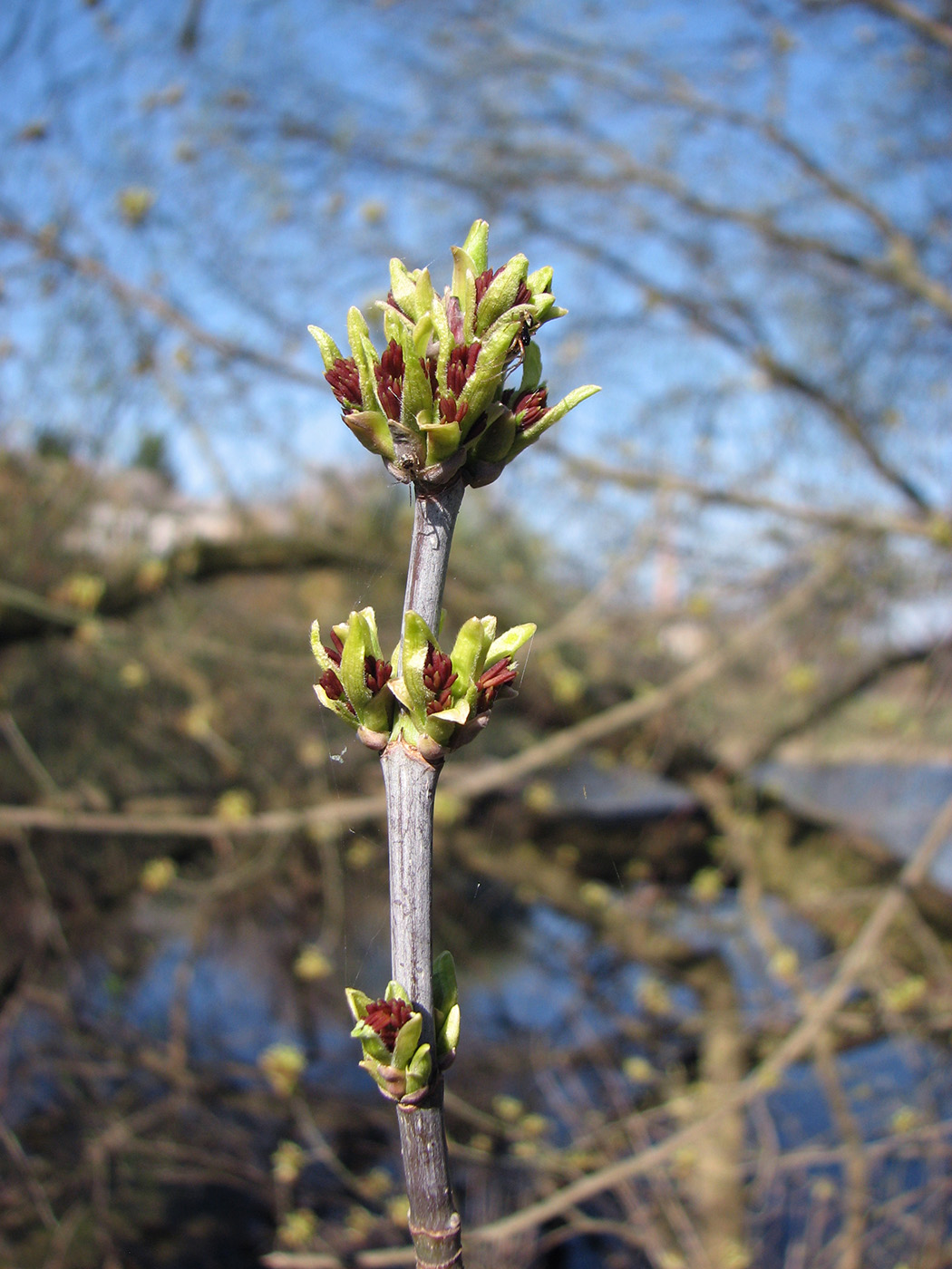 Image of Acer negundo specimen.