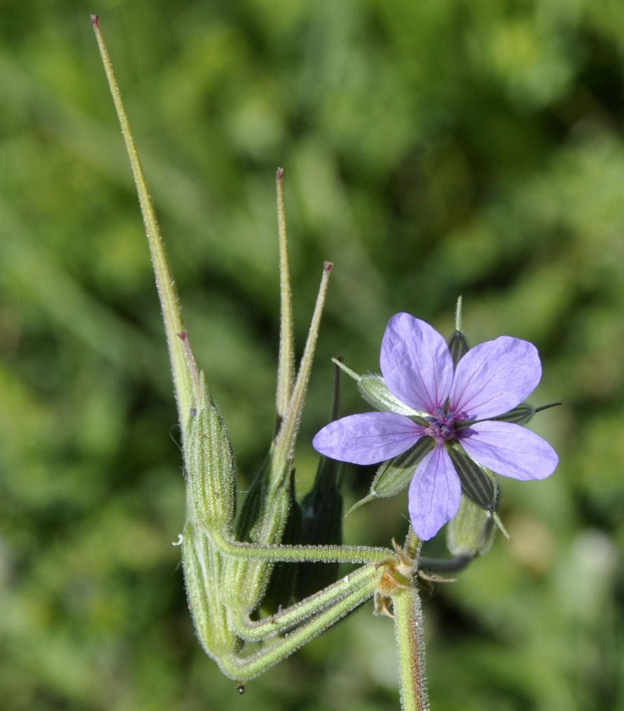 Image of Erodium ciconium specimen.