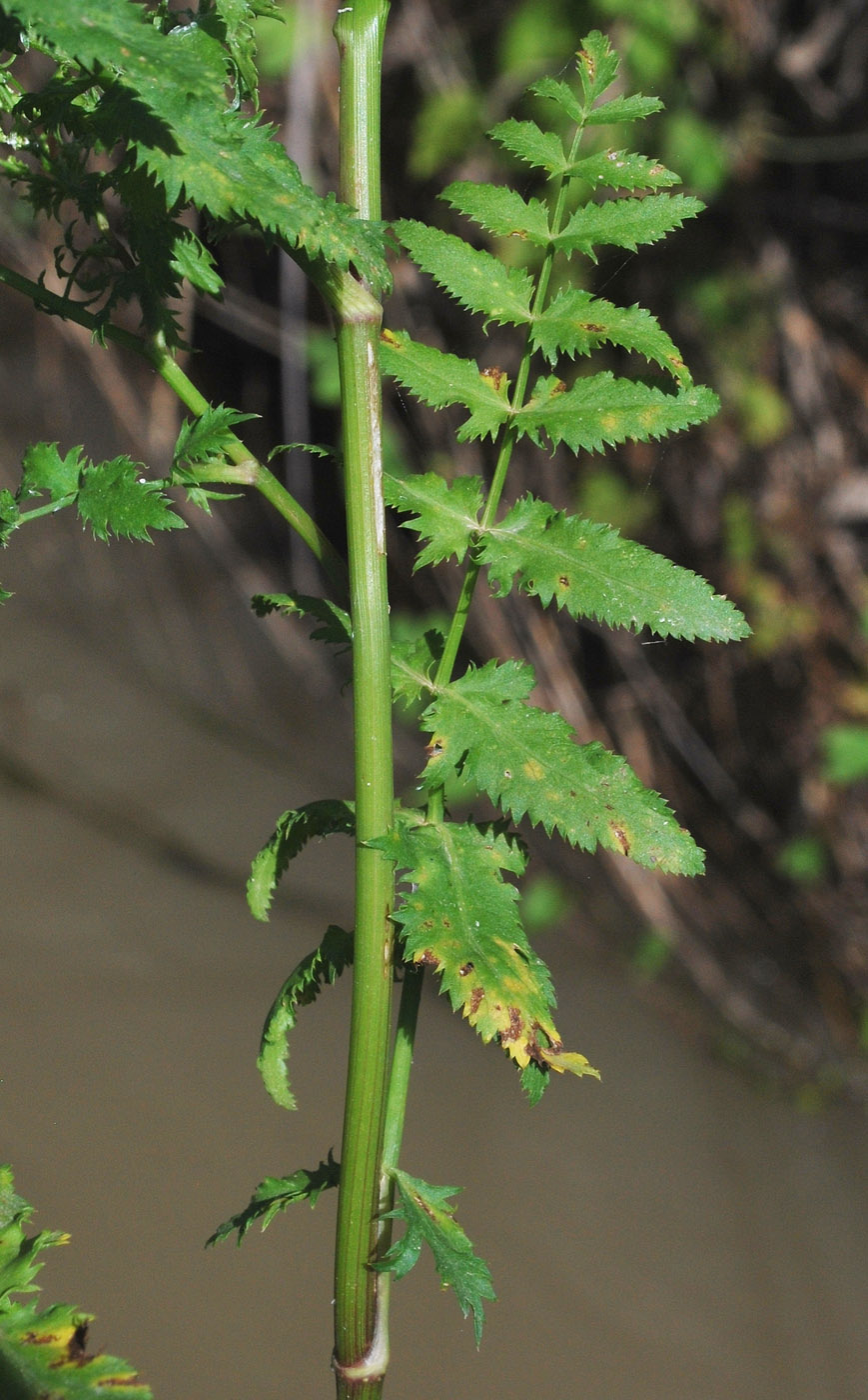 Image of Berula erecta specimen.