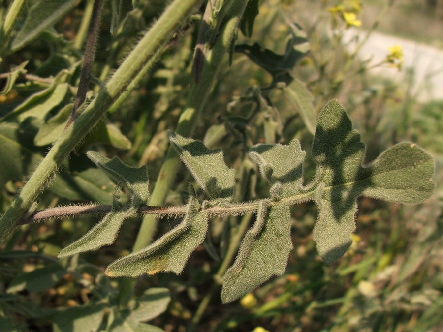 Image of Sisymbrium orientale specimen.