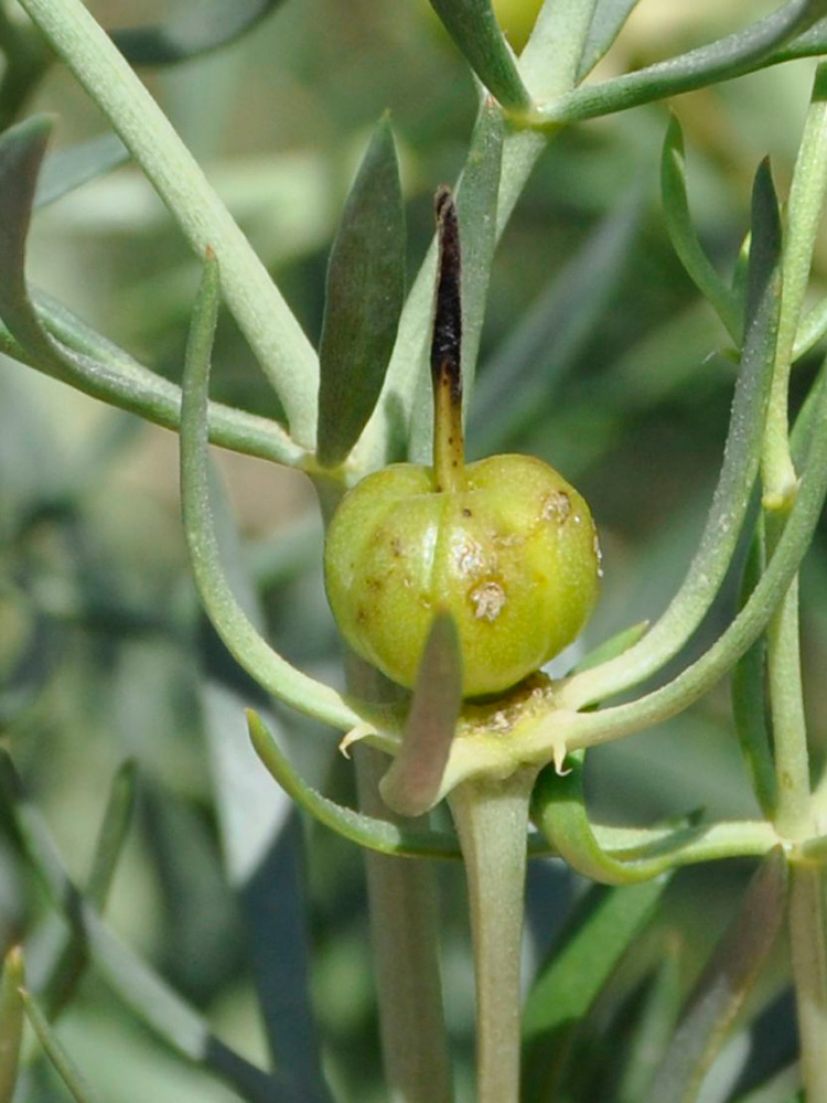 Image of Peganum harmala specimen.