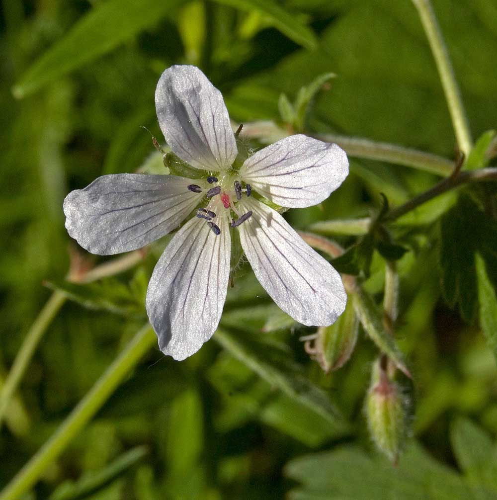 Изображение особи Geranium asiaticum.