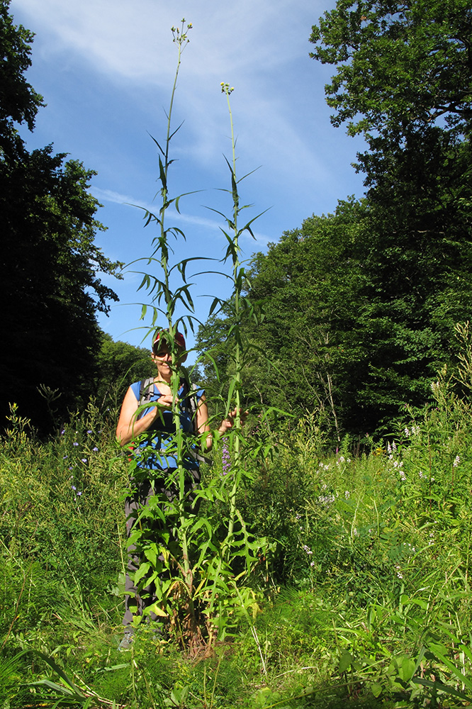 Image of Sonchus palustris specimen.