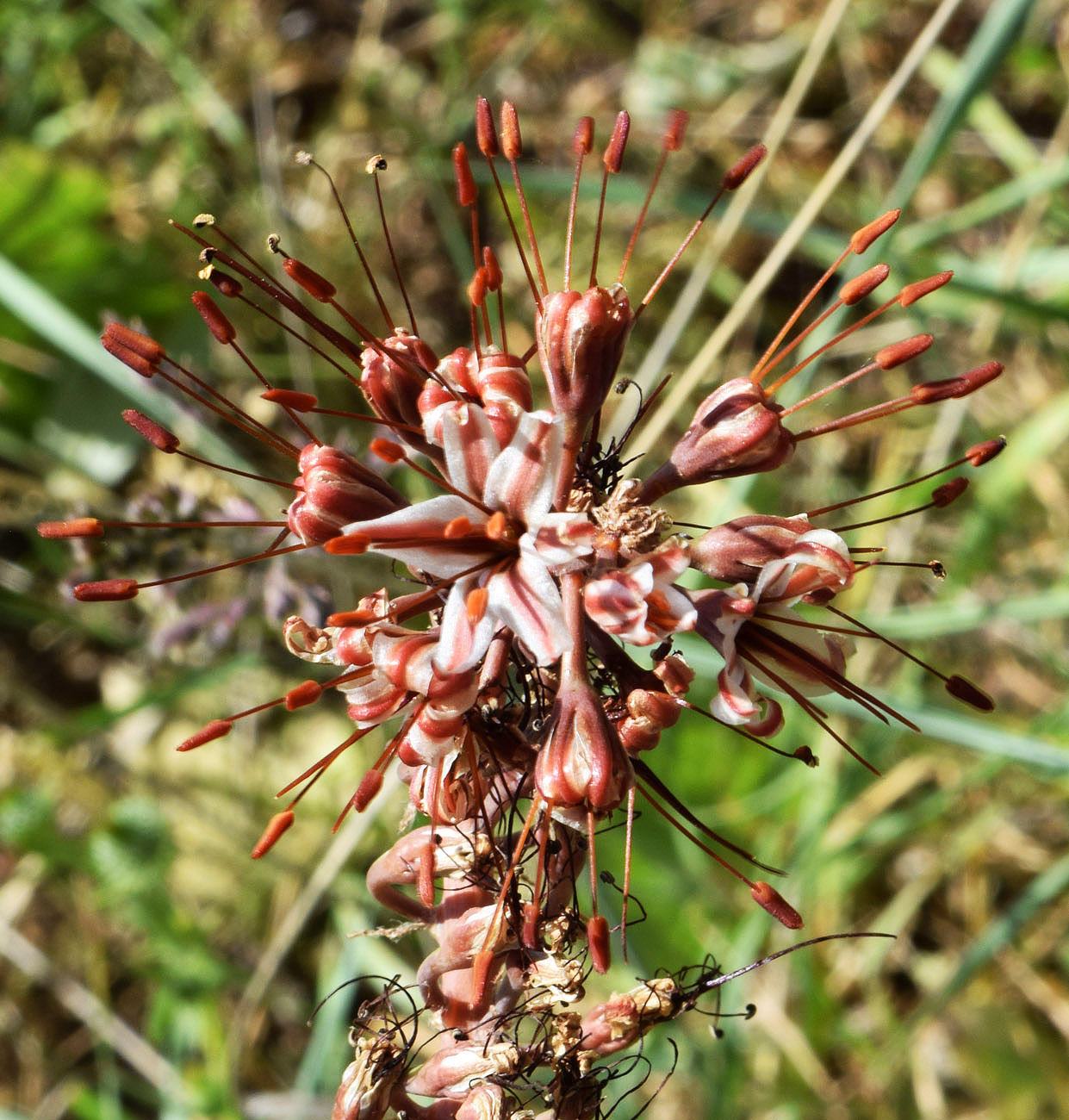 Image of Eremurus regelii specimen.