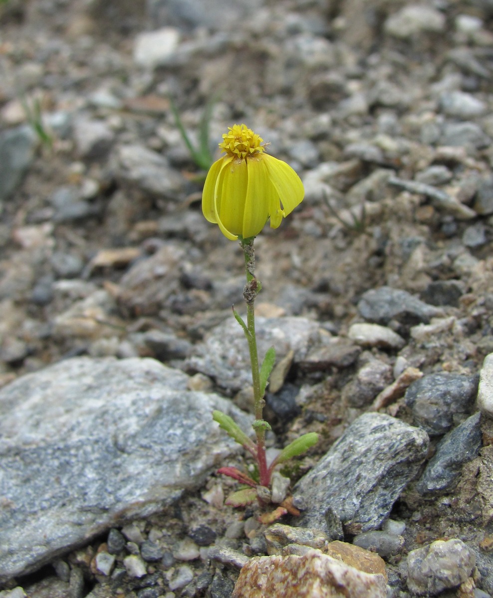 Image of Senecio sosnovskyi specimen.