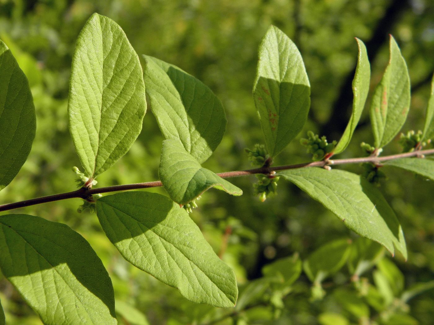 Image of Symphoricarpos orbiculatus specimen.