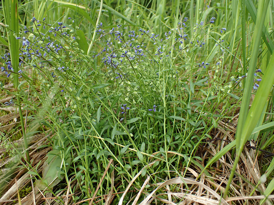 Image of Polygala amarella specimen.