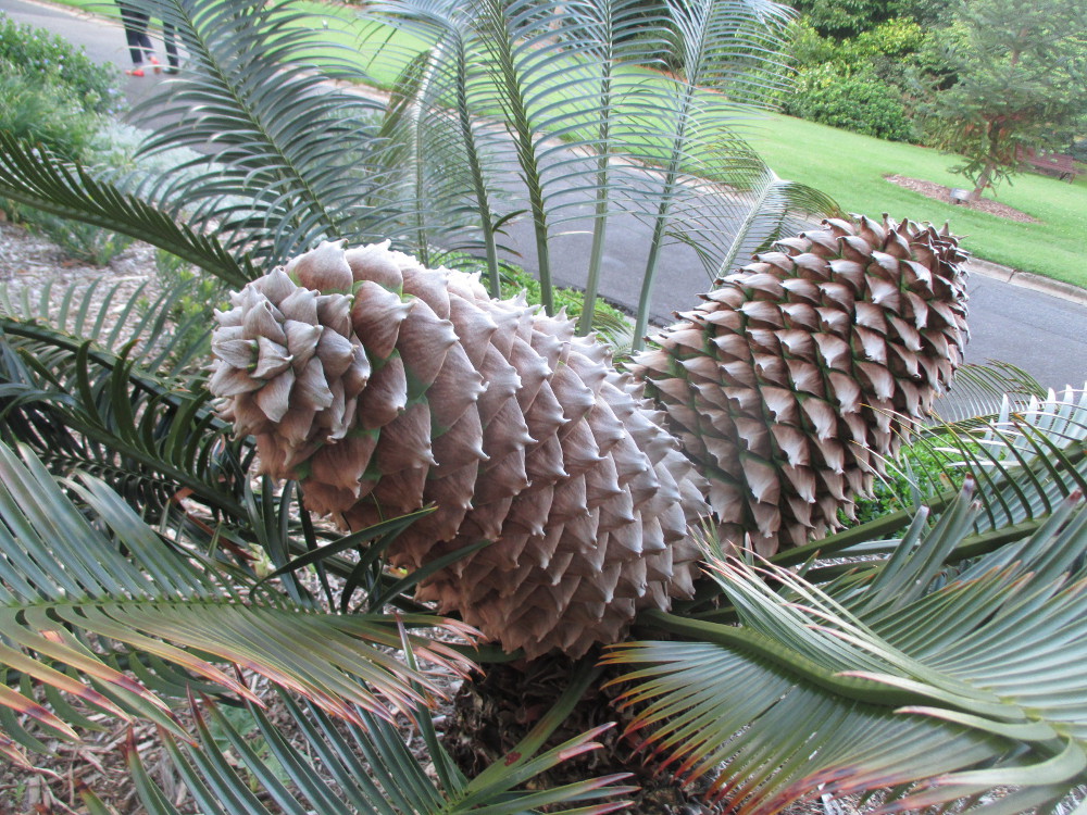 Image of Lepidozamia peroffskyana specimen.