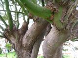 View full-size image Parkinsonia aculeata