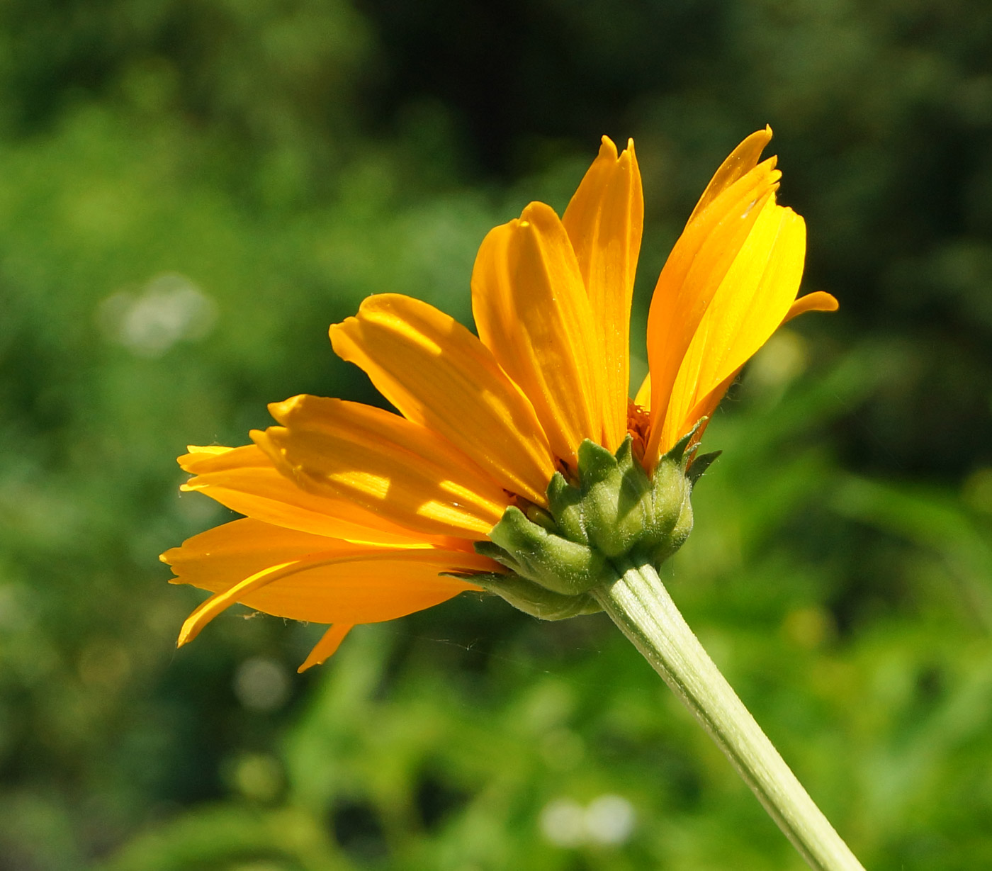 Image of Heliopsis helianthoides ssp. scabra specimen.