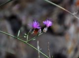 Centaurea pseudosquarrosa