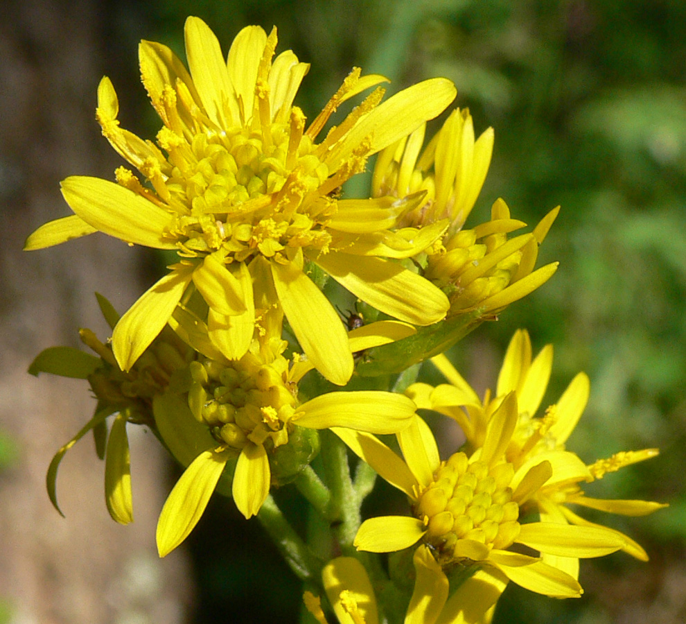 Image of Solidago virgaurea specimen.