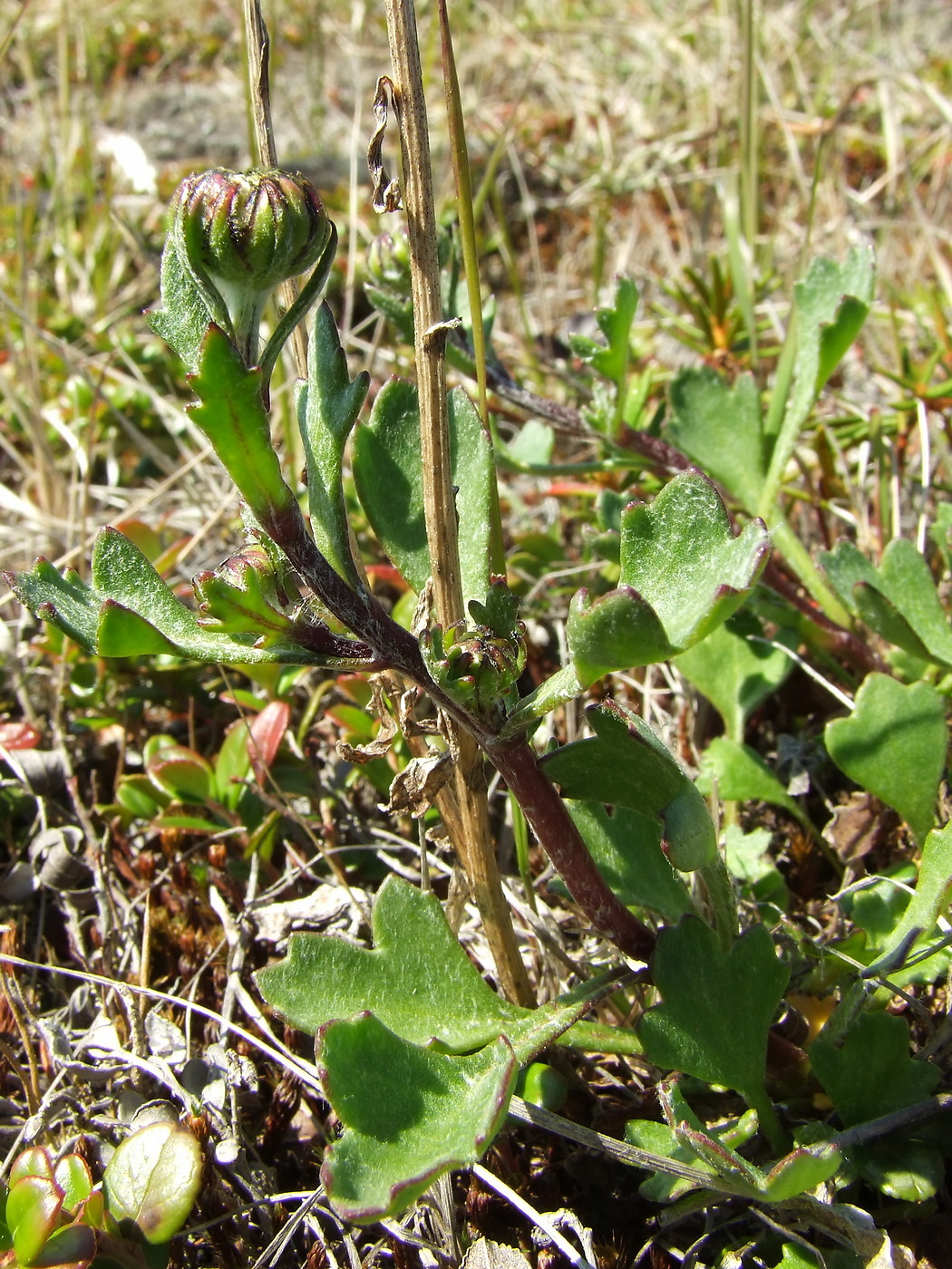 Image of Arctanthemum arcticum specimen.