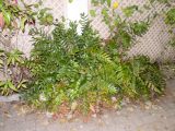 Cyrtomium falcatum. Взрослое растение. Израиль, Шарон, г. Герцлия, в культуре. 29.04.2017.