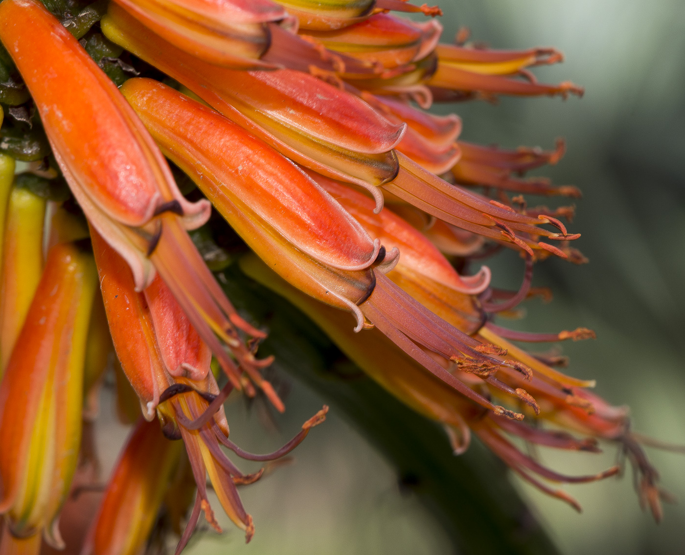 Image of Aloe marlothii specimen.