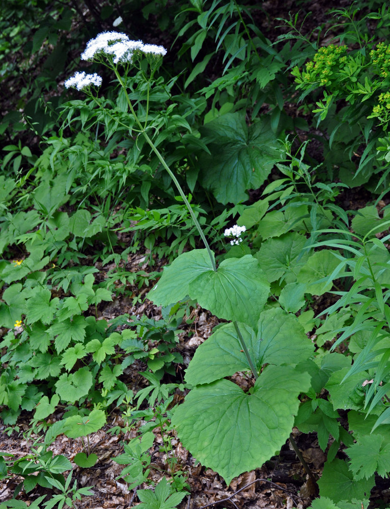 Изображение особи Valeriana tiliifolia.