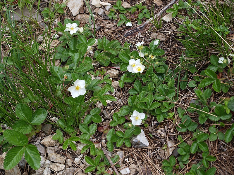 Image of Fragaria campestris specimen.