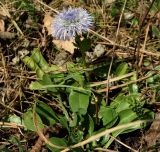 Globularia trichosantha