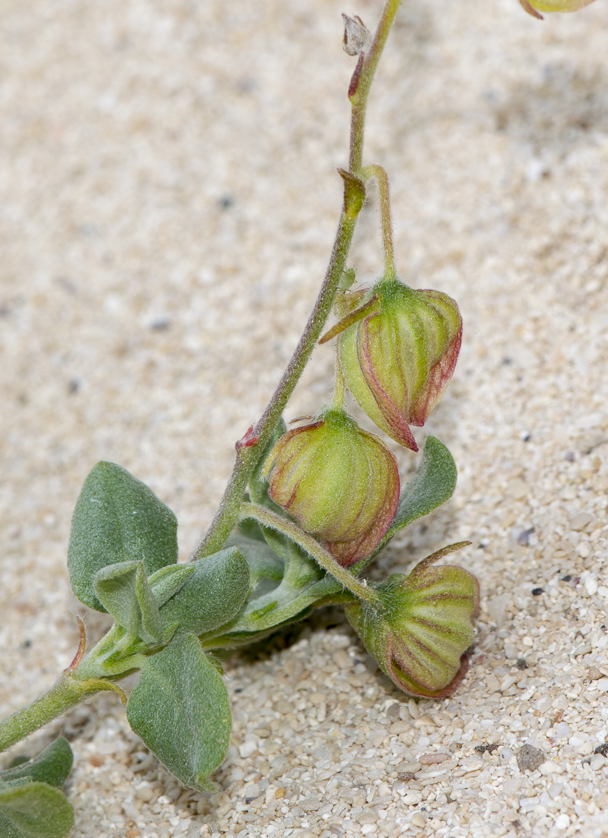 Image of Helianthemum canariense specimen.