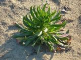 Oenothera biennis. Розетка прикорневых листьев. Чувашия, г. Шумерля, берег р. Сура в районе городского пляжа. 12 мая 2008 г.