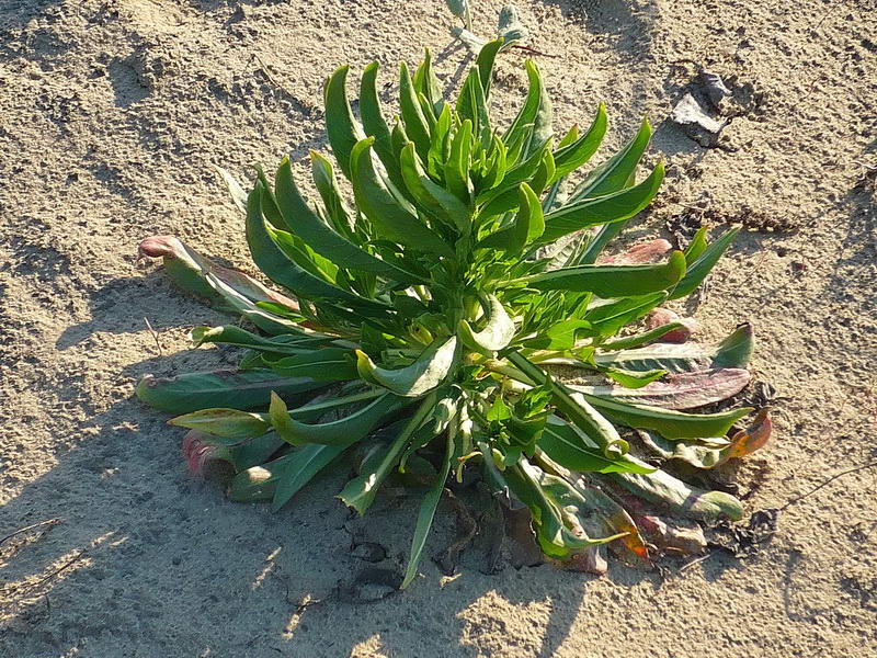 Изображение особи Oenothera biennis.