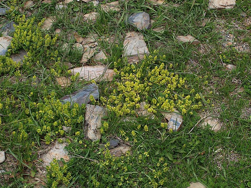 Image of genus Cruciata specimen.