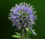 Eryngium planum. Соцветие. Московская обл., Раменский р-н, окр. дер. Хрипань, садовый участок. 07.08.2018.