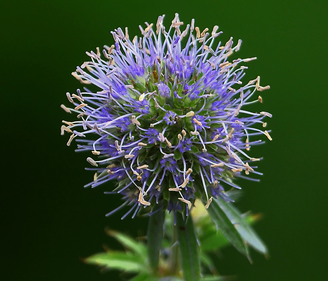 Image of Eryngium planum specimen.