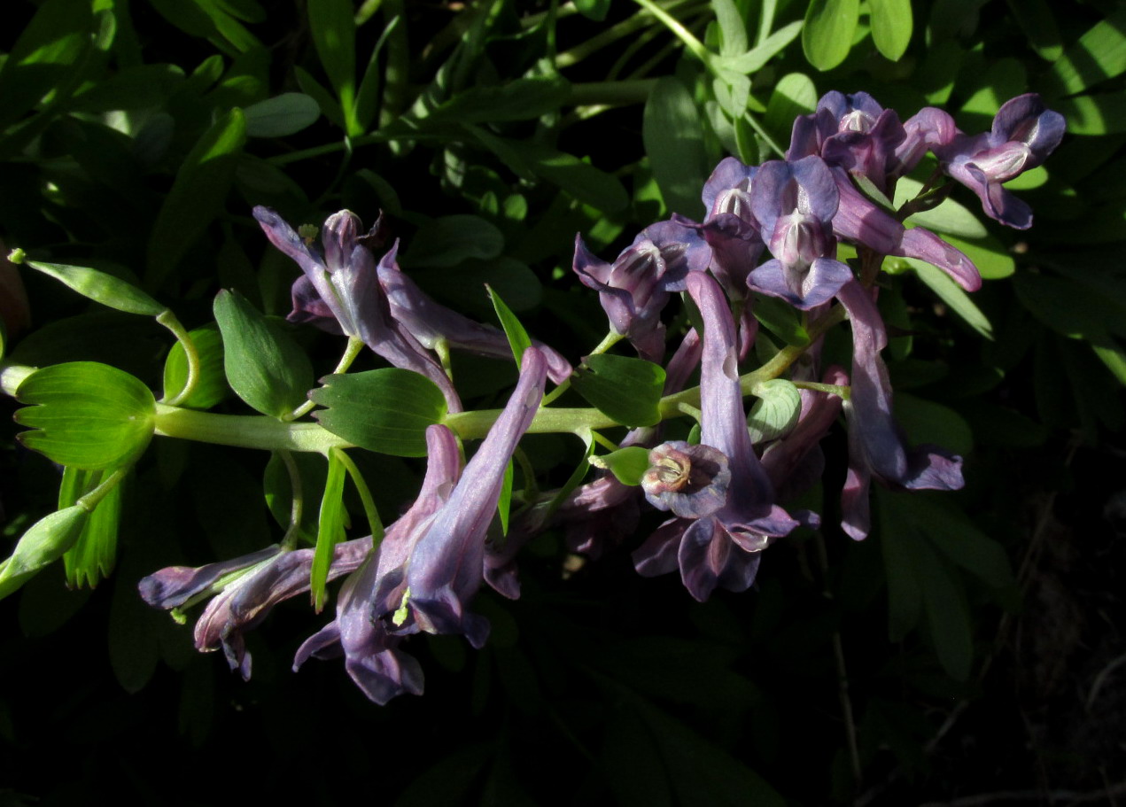 Image of Corydalis nidus-serpentis specimen.