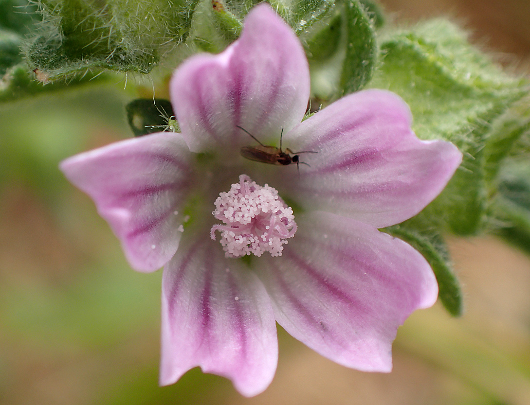 Image of Malva multiflora specimen.