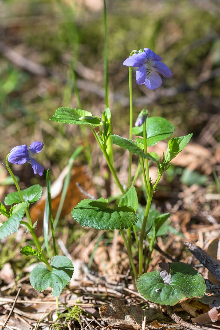 Image of Viola riviniana specimen.