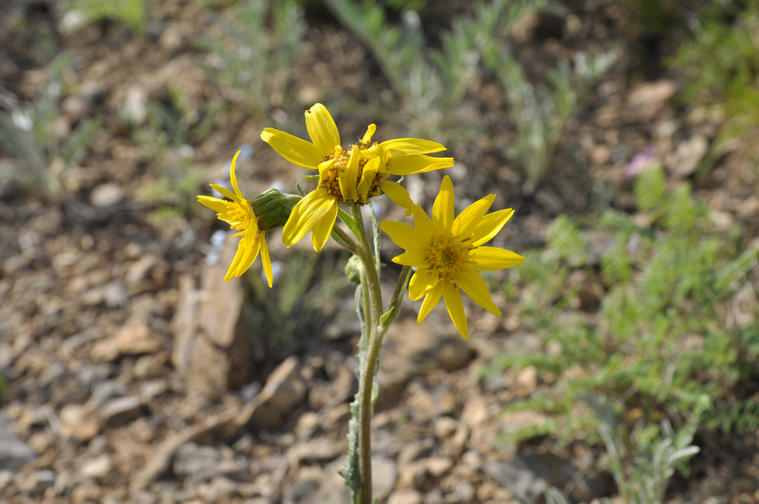 Изображение особи Ligularia robusta.