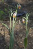 Fritillaria uva-vulpis. Верхушки цветущих растений. Костромская обл., Судиславский р-н, дер. Антипино, в культуре. 12.05.2019.