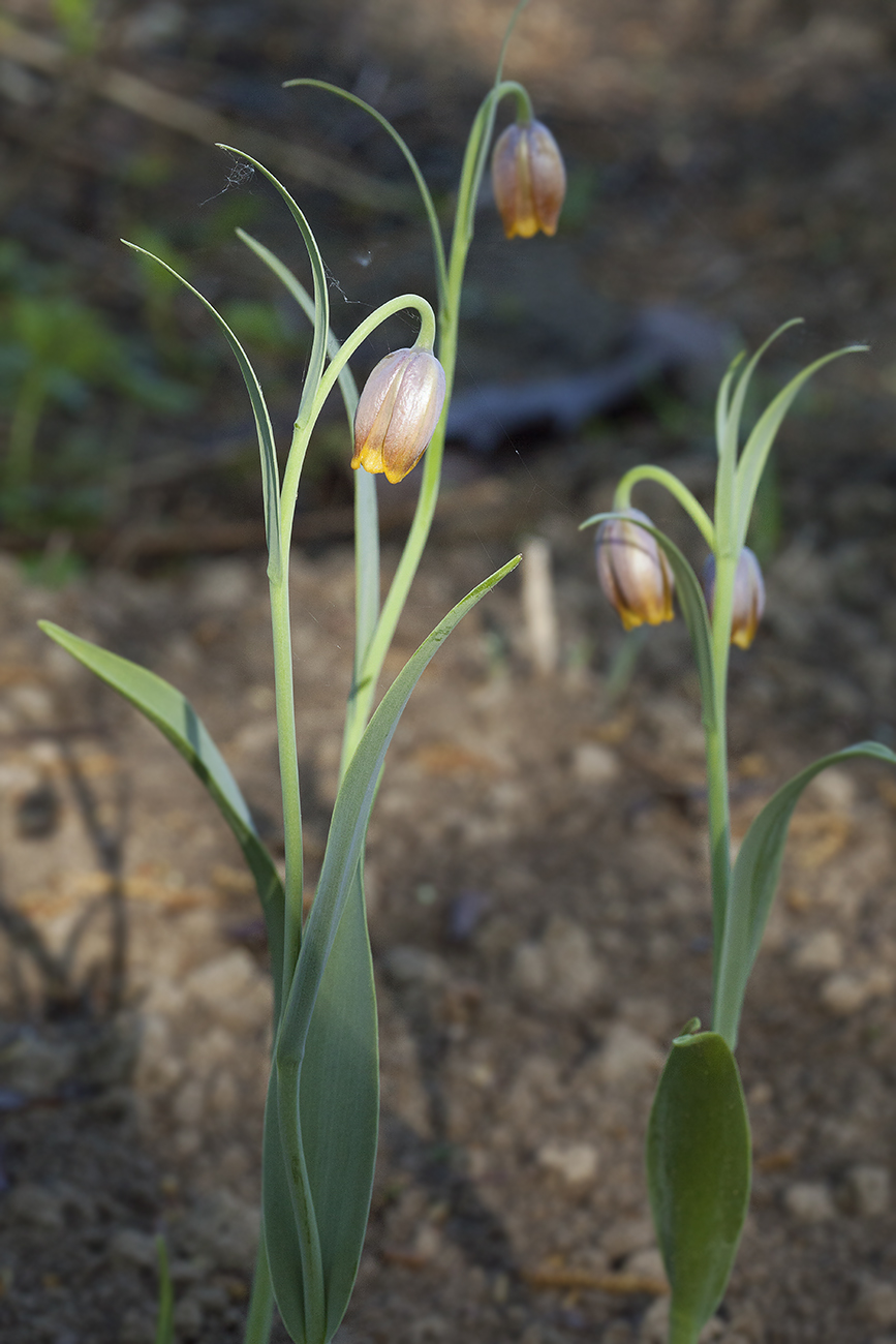 Изображение особи Fritillaria uva-vulpis.