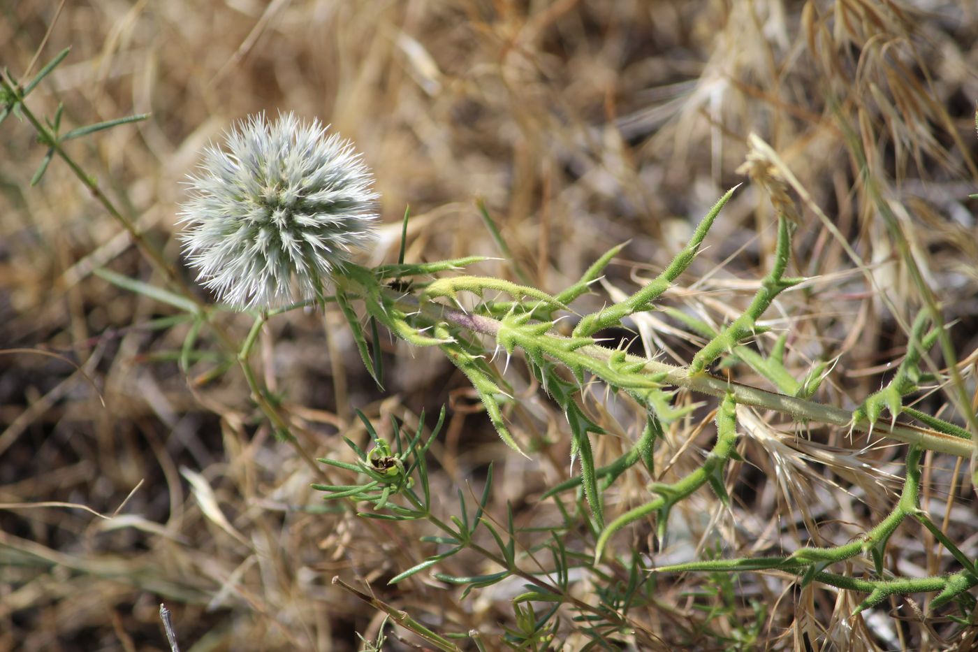 Image of Echinops tschimganicus specimen.