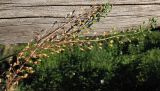 Camelina microcarpa