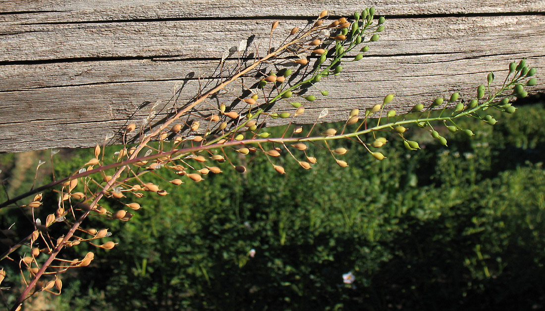 Image of Camelina microcarpa specimen.