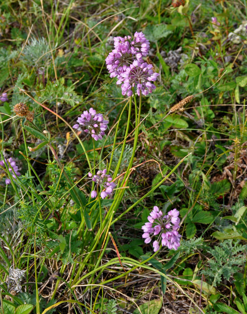 Image of Allium rubens specimen.