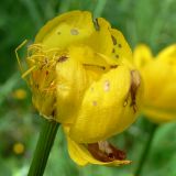 Trollius europaeus. Цветок (часть чашелистиков удалена). Свердловская обл., окр. г. Североуральск, подножие Сосьвинского хребта, долина р. Большая Сосьва, смешанный лес. 29.06.2010.