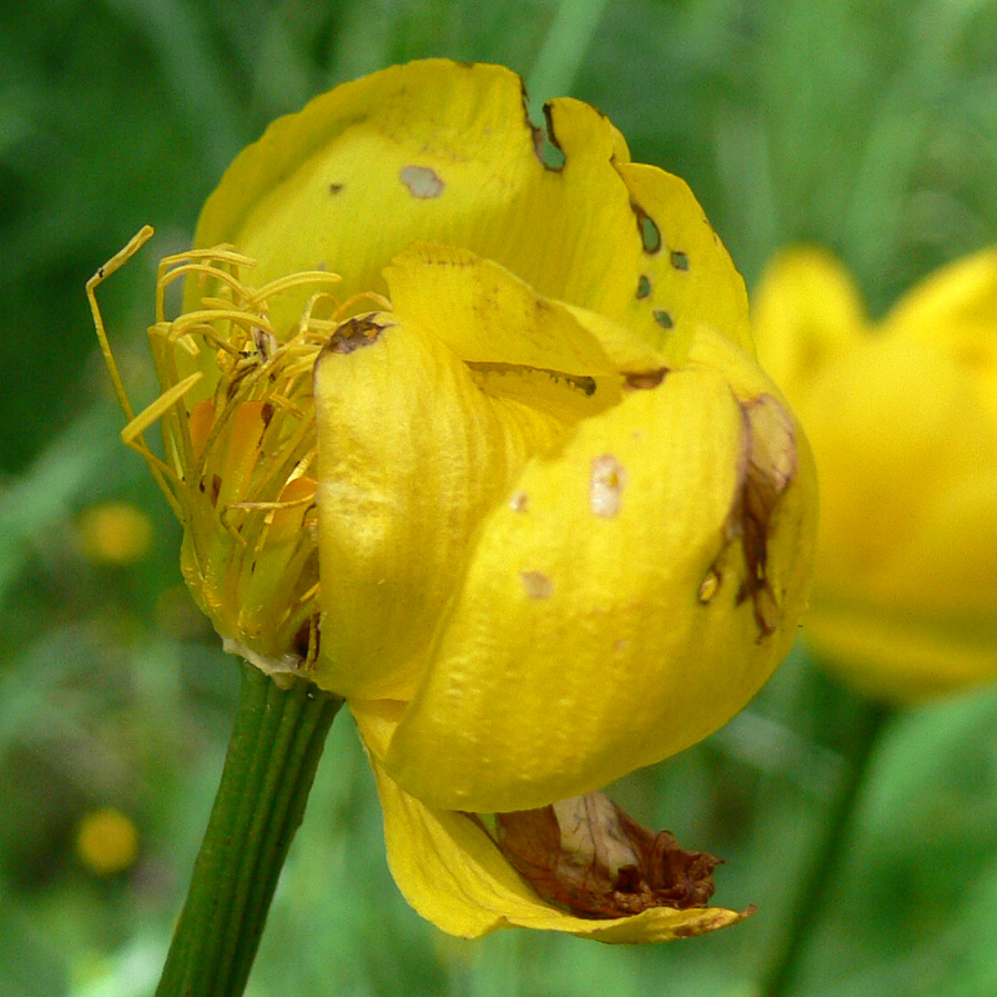 Изображение особи Trollius europaeus.