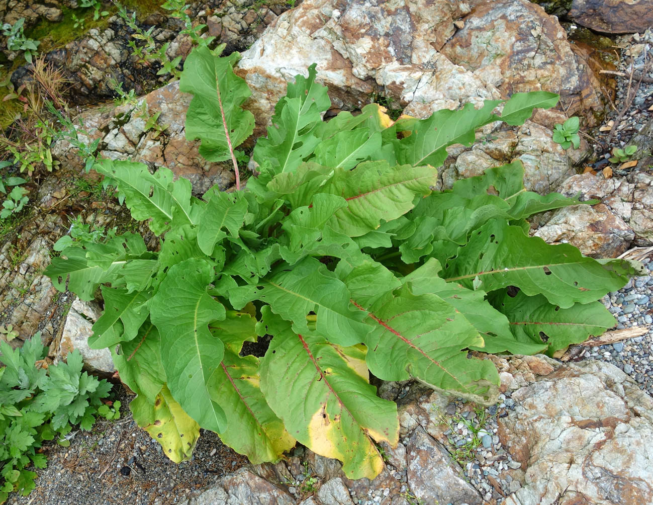 Image of genus Rumex specimen.