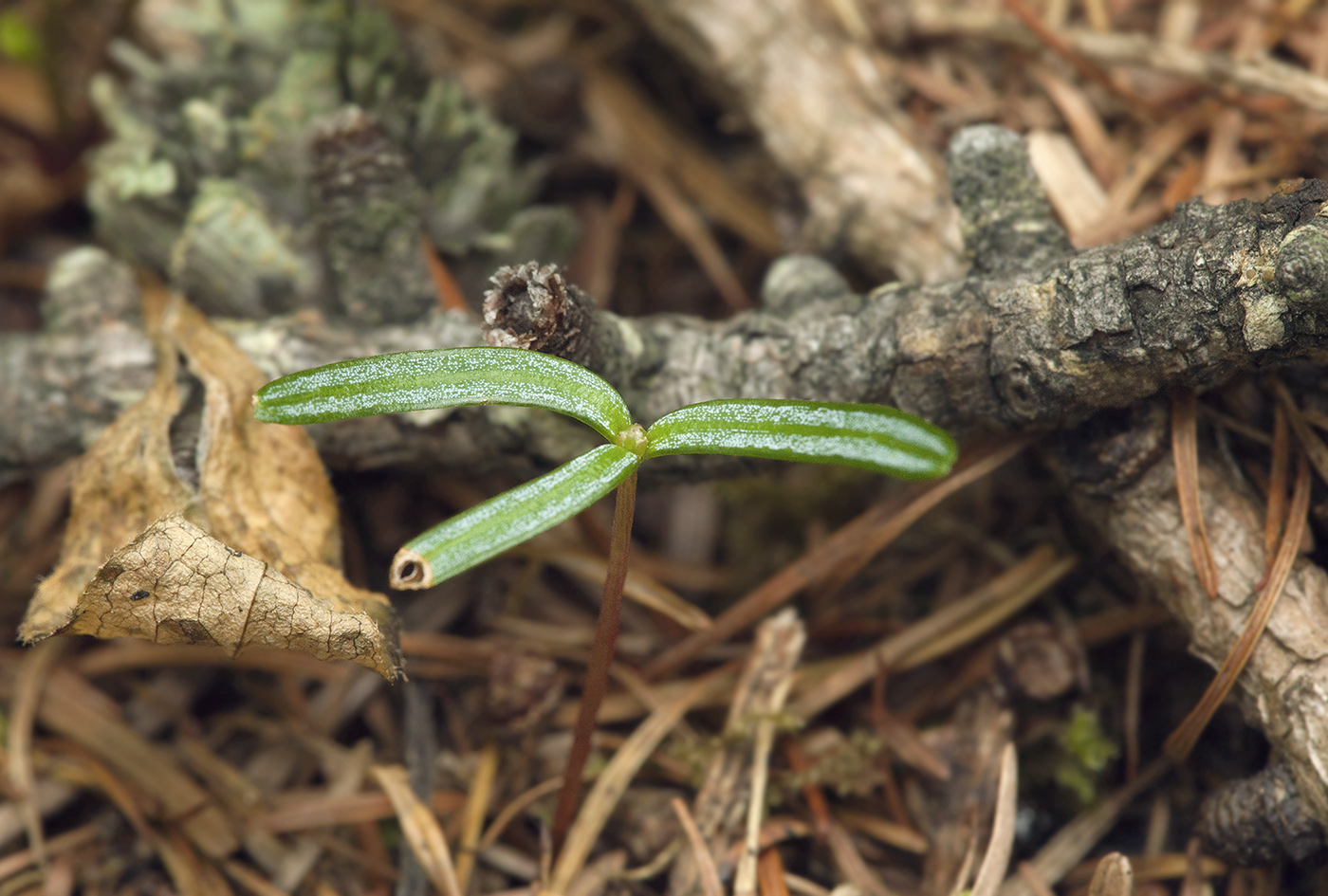 Изображение особи Abies sachalinensis.