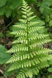 Dryopteris carthusiana. Пластинка вайи. Костромская обл., Судиславский р-н, окр. дер. Антипино, пойма р. Пуга (правый приток р. Меза), окраина низинного болота. 25.06.2017.