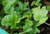 Heuchera sanguinea