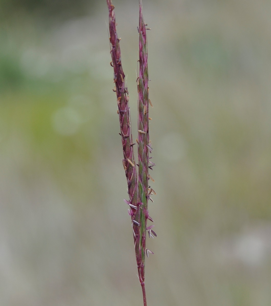 Image of Andropogon distachyos specimen.