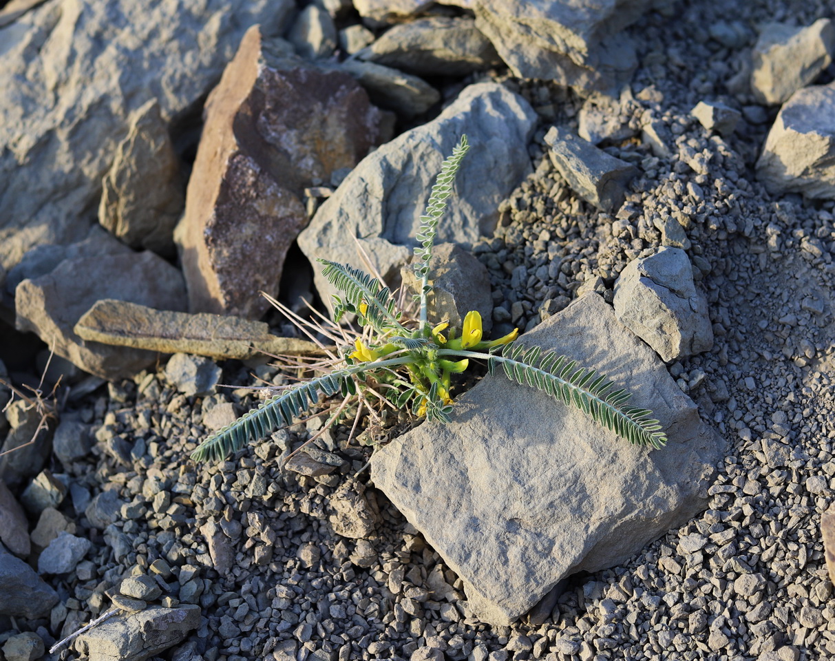 Image of Astragalus spinescens specimen.