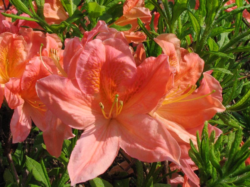 Image of genus Rhododendron specimen.