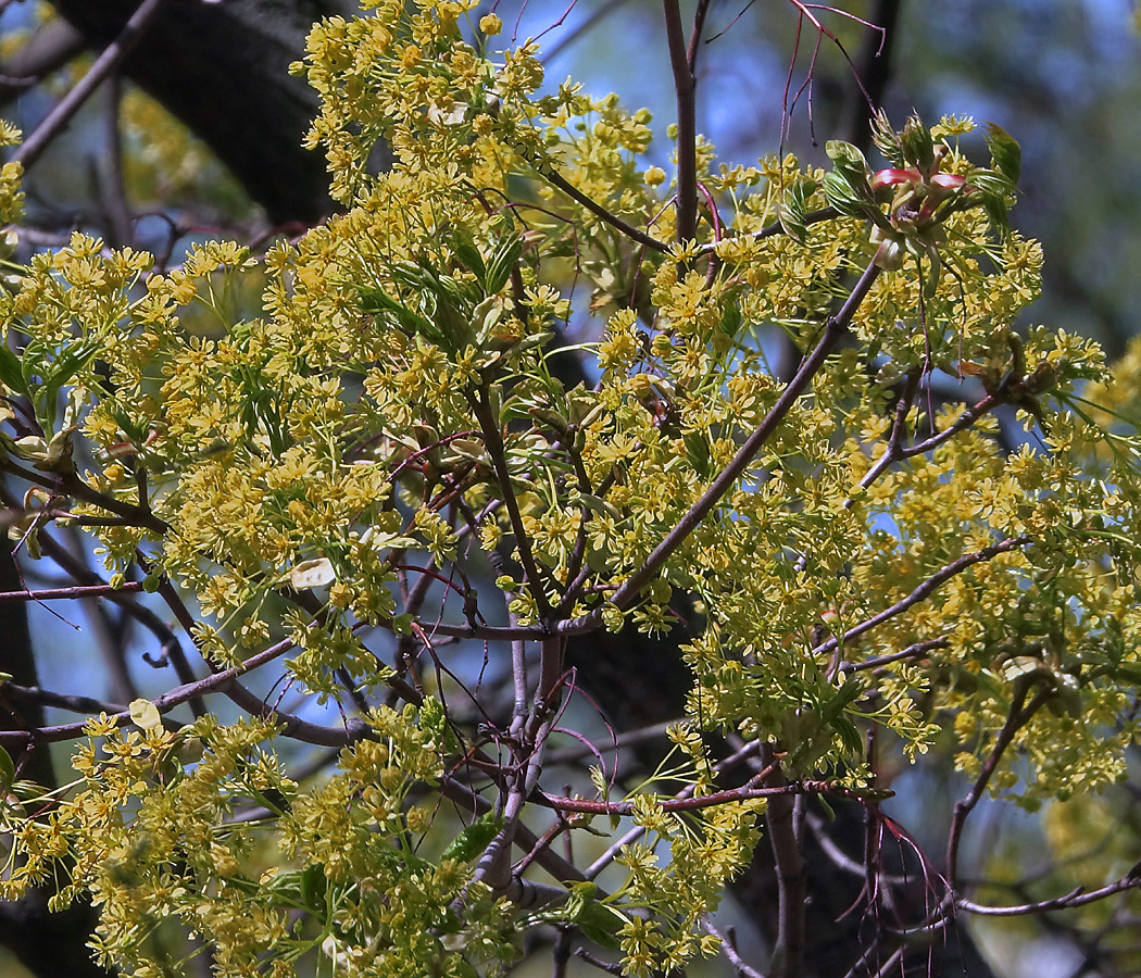 Image of Acer platanoides specimen.