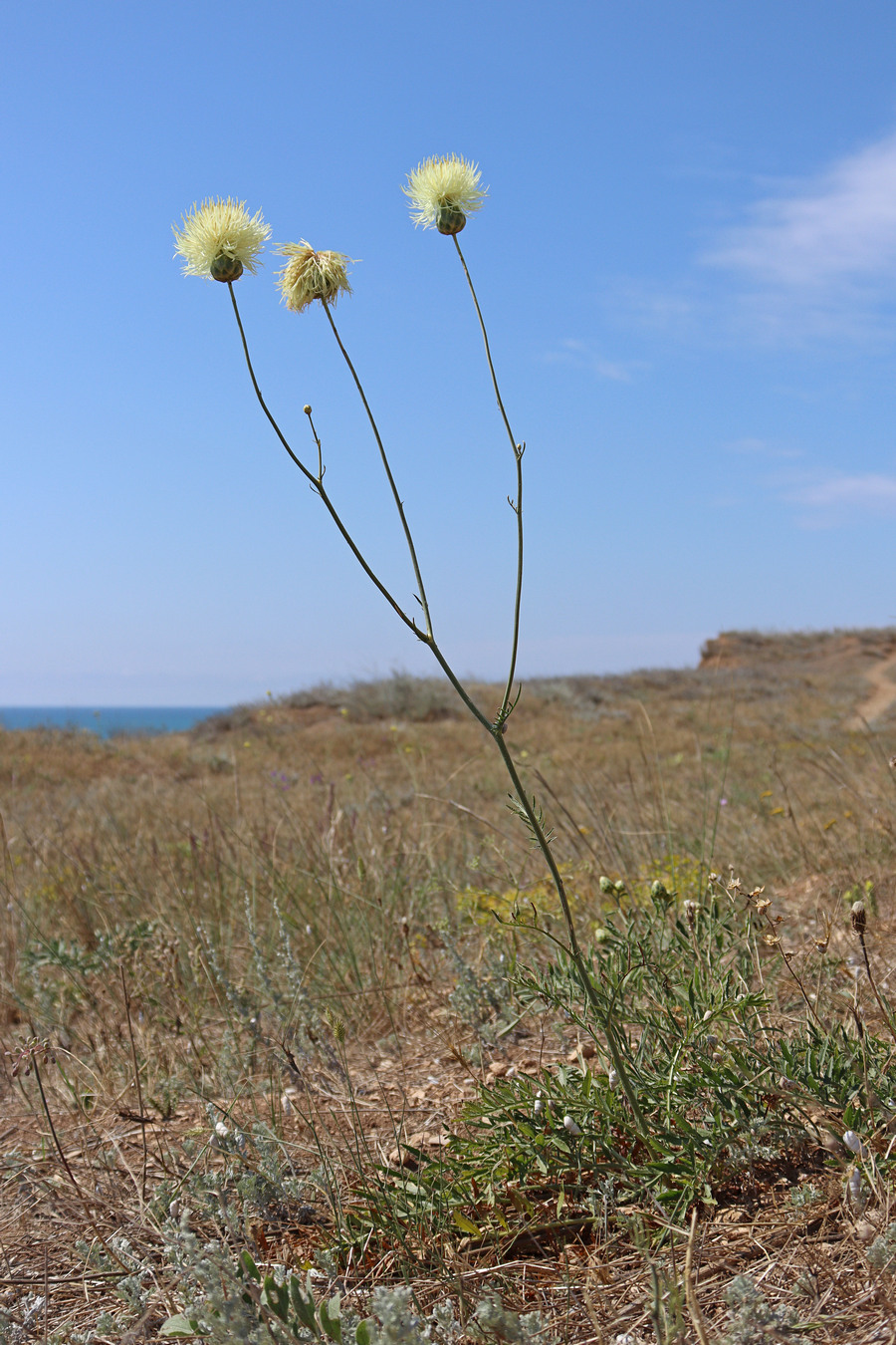 Изображение особи Rhaponticoides taliewii.