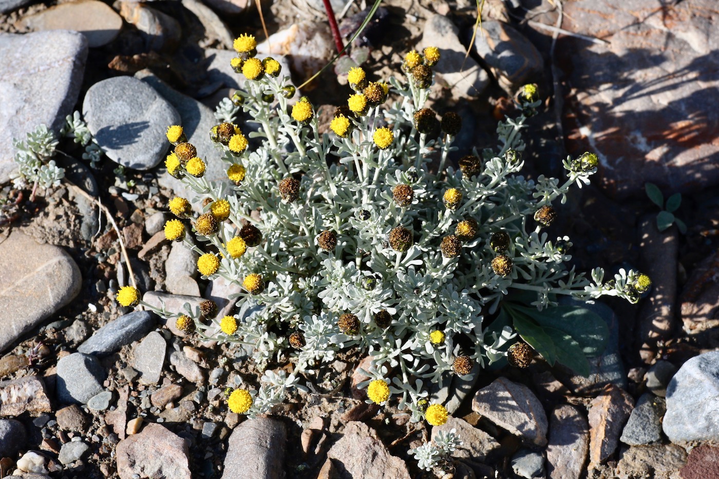 Image of Ajania scharnhorstii specimen.